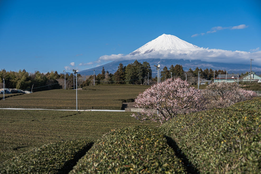 静岡県のグルテンフリーパン・スイーツおすすめ店舗2選