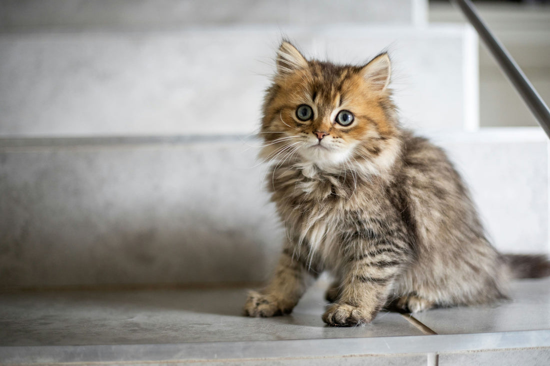 猫に米粉は安全?与え方の注意点とレシピを紹介